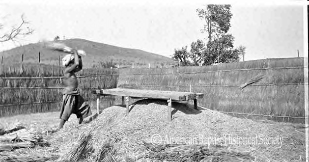 A Pa-Oh man threshing wheat by hand, at a threshing floor near Loikong, Federated Shan States [today’s Shan State]. Note the pile of wheat and chaff under the threshing table, and the unthreshed bundles. March 4, 1927. 
