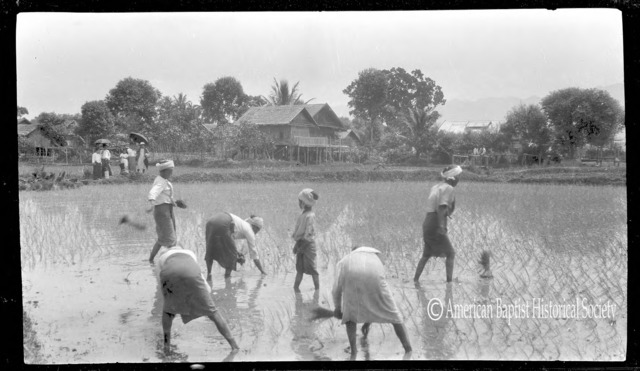 Shan women planting a field of paddy at Yaunghwe, Federated Shan States [today’s Shan State]. Every plant is transplanted by hand. The American lady in the background is Miss Mary E. Phillips, American Baptist missionary from Rangoon. April 27, 1927. 