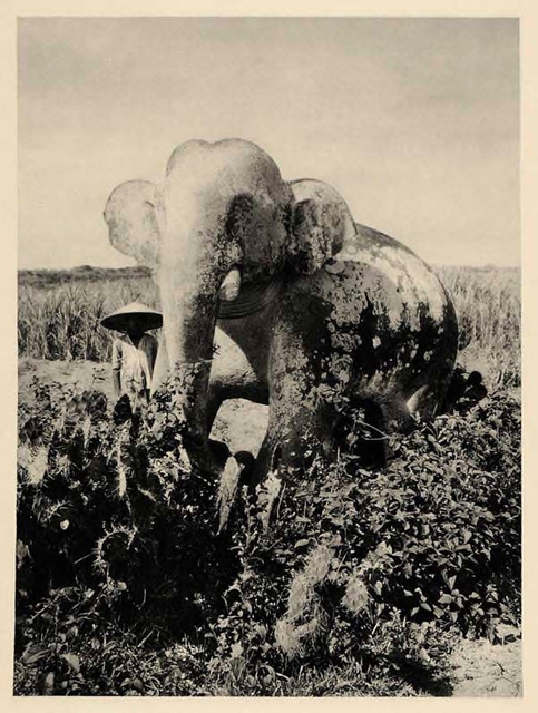 Fig. 24. Martin Hürlimann, Elephant Statue in the Ruins of the Fortress of Trà Bàn, (Annam Champa Cha Ban), 1926. 