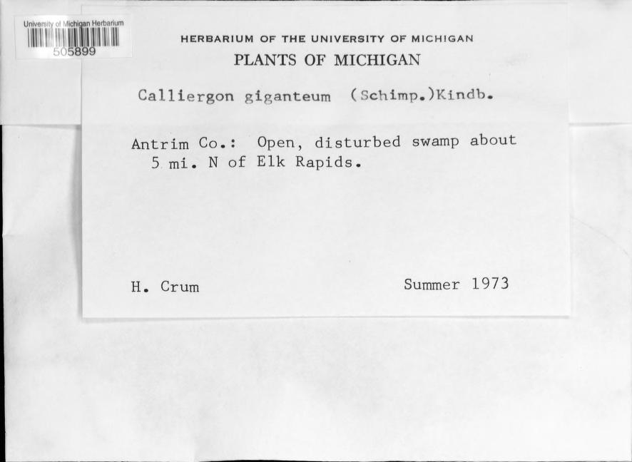 Calliergon giganteum University of Michigan Herbarium Catalog