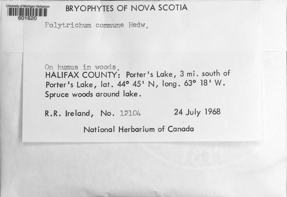 Polytrichum commune University of Michigan Herbarium Catalog