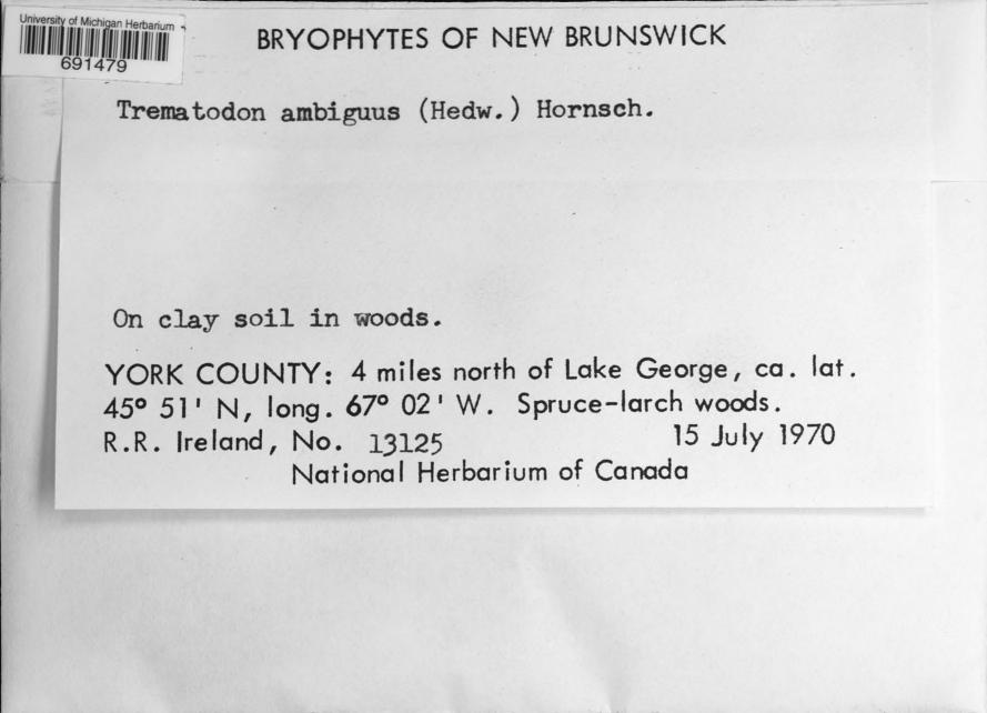 Trematodon ambiguus University of Michigan Herbarium Catalog