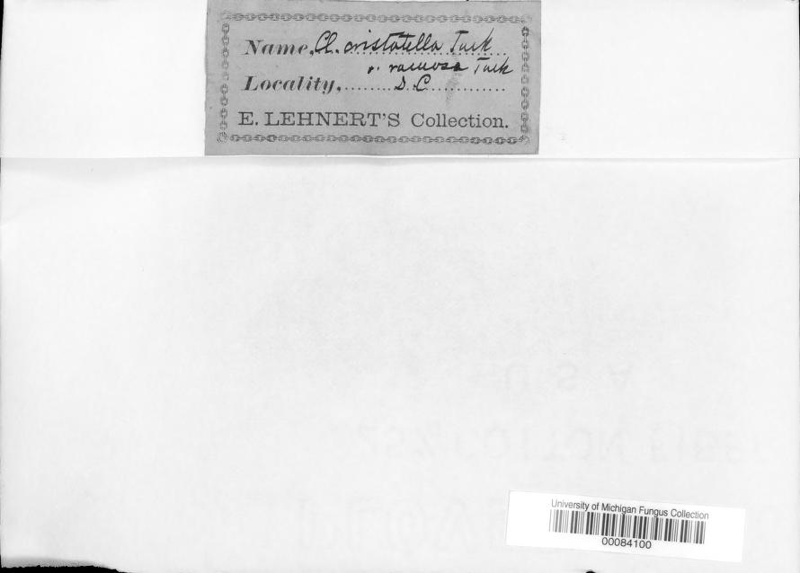 Cladonia cristatella f. ramosa University of Michigan Herbarium