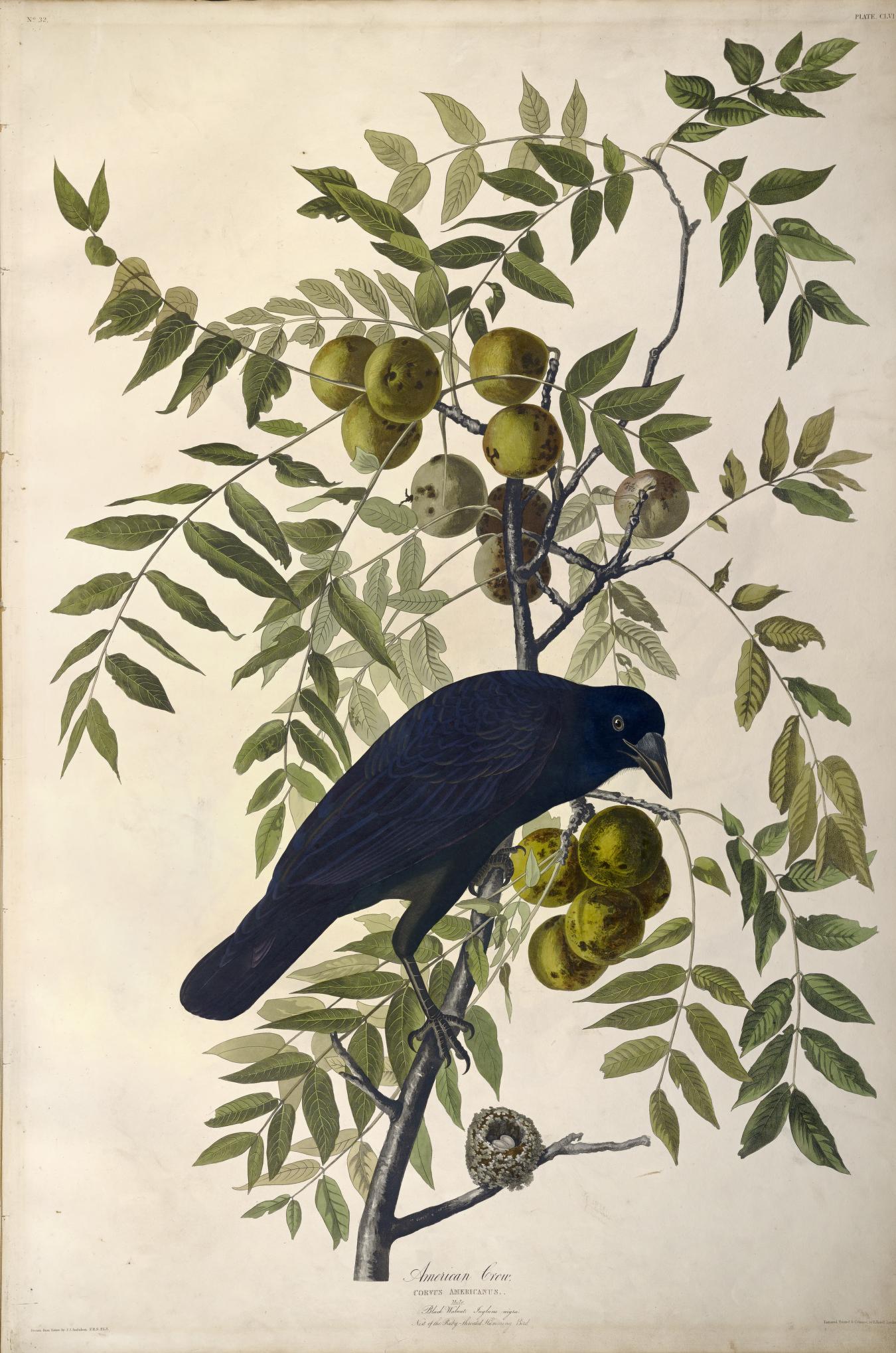 11+ The Crow 2037 Images