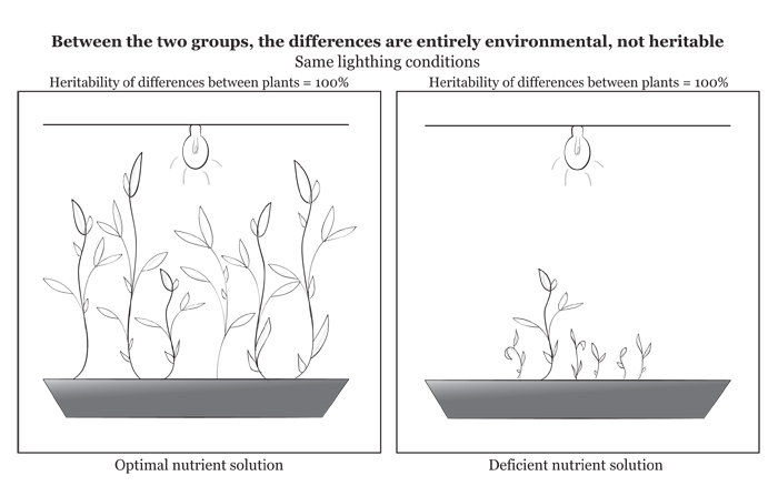 Figure 4: Within each group of plants, the different height of each plant is determined by intrinsic, heritable factors. But because the environment of these two groups is very different, the different average height of these two groups is environmental, not heritable (adapted from Block 1995).