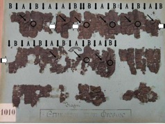 Fig. 9: : Cr 1 (I): regolare alternanza di A (semivoluta a superficie corrugata)e B (semivoluta a superficie liscia). Fig. 9: : Cr 1 (I): regolare alternanza di A (semivoluta a superficie corrugata)e B (semivoluta a superficie liscia).