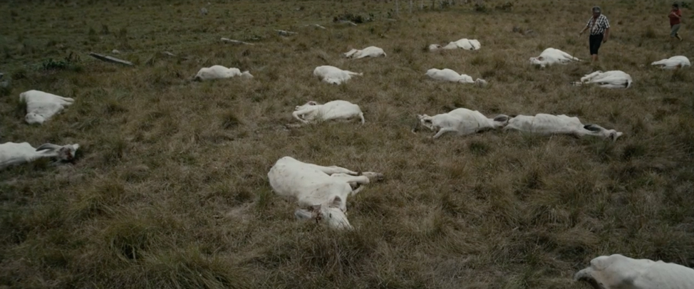 Figure 1. Silvio looking at his dead cattle in Tierra en la lengua (Día Fragma Fábrica de Películas, 2014). The ranch reveals its decomposing nature at a moment when the patriarch is also terminally ill. Figure 1. Silvio looking at his dead cattle in Tierra en la lengua (Día Fragma Fábrica de Películas, 2014). The ranch reveals its decomposing nature at a moment when the patriarch is also terminally ill.