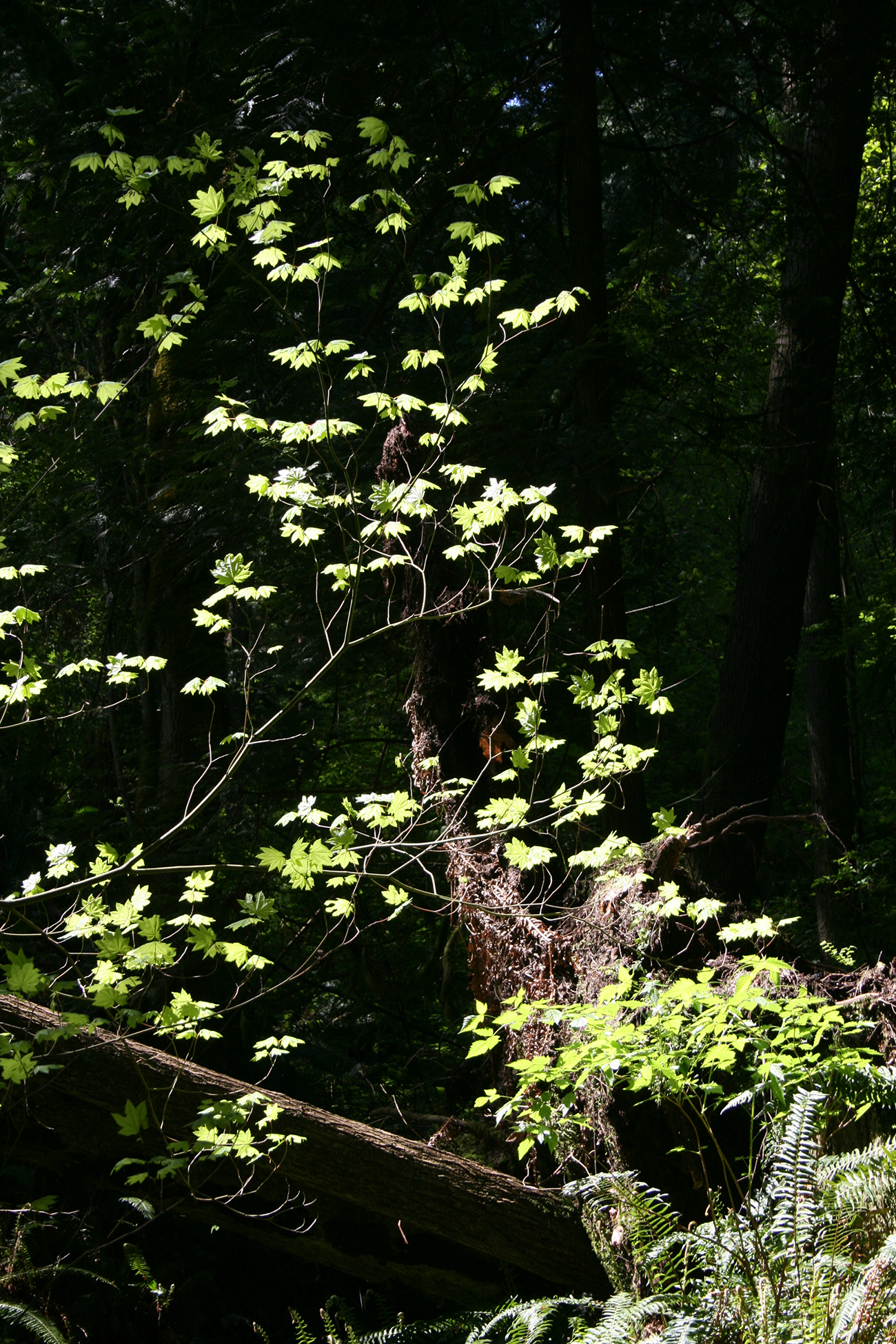 Figure 12.3. Delicate leaves lit up in the low light conditions of the understory. (Photo by Laura Cooper) Figure 12.3. Delicate leaves lit up in the low light conditions of the understory. (Photo by Laura Cooper)