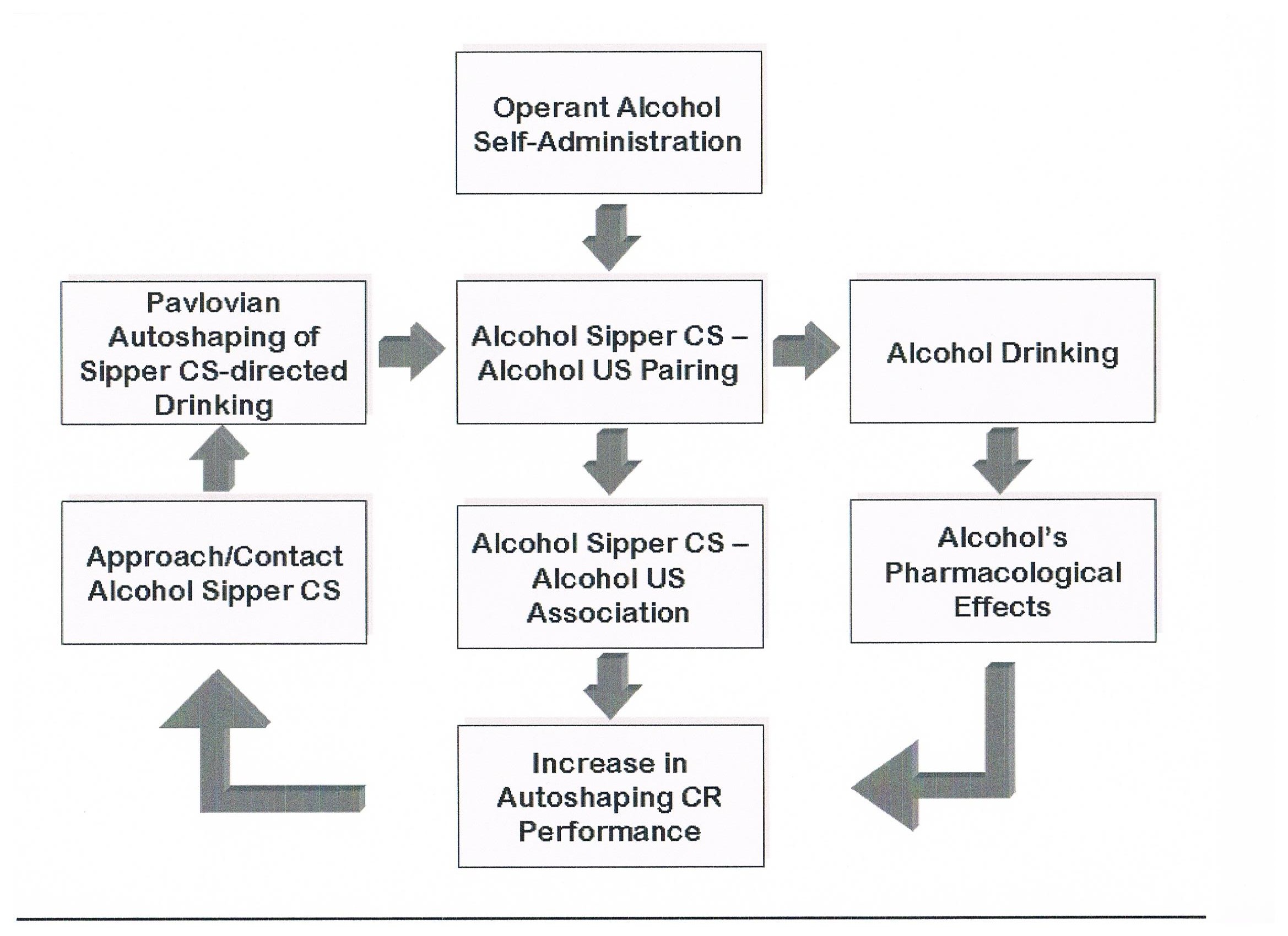 Figure 2.1. Sign-Tracking Model (STM) using the example of voluntary alcohol drinking that induces Pavlovian sign-tracking CR performance of alcohol drinking (Tomie & Sharma, 2013). Note that alcohol’s pharmacological effects serve to further increase sign-tracking CR performance (Tomie, Cunha, Mosakowski, Quartarolo, Pohorecky, & Benjamin, 1998; Spoelder, Flores Dourojeanni, de Git, Baars, Lesscher, & Vanderschuren, 2017). Figure 2.1. Sign-Tracking Model (STM) using the example of voluntary alcohol drinking that induces Pavlovian sign-tracking CR performance of alcohol drinking (Tomie & Sharma, 2013). Note that alcohol’s pharmacological effects serve to further increase sign-tracking CR performance (Tomie, Cunha, Mosakowski, Quartarolo, Pohorecky, & Benjamin, 1998; Spoelder, Flores Dourojeanni, de Git, Baars, Lesscher, & Vanderschuren, 2017).