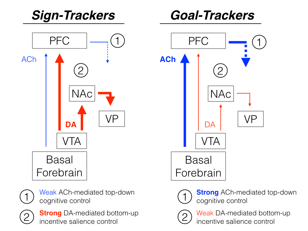 Figure 4.1. A highly simplified graphic illustration of two endophenotypes, sign-trackers and goal-trackers, in which different neuromodulatory systems and psychological processes dominate in the control of behavior. The width of the arrows represent the relative strength of functional, not anatomical, relationships (see text).: Left. “Sign-Trackers” (STs) are animals in which bottom-up, dopamine (DA)-mediated incentive salience motivational processes dominate control of behavior (red arrows), as indicated by a propensity to attribute incentive salience to discrete reward cues, and by strong functional activity in dopaminergic projections from the ventral tegmental area (VTA) to the prefrontal cortex (PFC) and nucleus accumbens (NAc; ventral striatum), and between the NAc and its main target, the ventral pallidum (VP). In these animals, the activity of cholinergic inputs to the PFC under conditions of attentional demand is relatively muted. Under such conditions, increased cholinergic activity in the PFC is required for strong top-down cognitive (attentional) control over behavior, which is presumably one reason that STs have poor cognitive control over their behavior (blue arrows). The PFC projects to many brain regions that participate in cognitive control (as indicated by the dashed lines), including projections back to the VTA, NAc and basal forebrain, and many others (see Kuhn et al., this volume; Haight and Flagel, 2014; Haight et al., 2017; Sarter and Phillips, 2018). How these different brain regions interact to reciprocally modulate one another in the control of behavior is not well understood. Figure 4.1. A highly simplified graphic illustration of two endophenotypes, sign-trackers and goal-trackers, in which different neuromodulatory systems and psychological processes dominate in the control of behavior. The width of the arrows represent the relative strength of functional, not anatomical, relationships (see text).: Left. “Sign-Trackers” (STs) are animals in which bottom-up, dopamine (DA)-mediated incentive salience motivational processes dominate control of behavior (red arrows), as indicated by a propensity to attribute incentive salience to discrete reward cues, and by strong functional activity in dopaminergic projections from the ventral tegmental area (VTA) to the prefrontal cortex (PFC) and nucleus accumbens (NAc; ventral striatum), and between the NAc and its main target, the ventral pallidum (VP). In these animals, the activity of cholinergic inputs to the PFC under conditions of attentional demand is relatively muted. Under such conditions, increased cholinergic activity in the PFC is required for strong top-down cognitive (attentional) control over behavior, which is presumably one reason that STs have poor cognitive control over their behavior (blue arrows). The PFC projects to many brain regions that participate in cognitive control (as indicated by the dashed lines), including projections back to the VTA, NAc and basal forebrain, and many others (see Kuhn et al., this volume; Haight and Flagel, 2014; Haight et al., 2017; Sarter and Phillips, 2018). How these different brain regions interact to reciprocally modulate one another in the control of behavior is not well understood.
