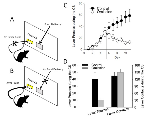 Figure 6.1: In omission training, a food pellet is delivered only if the subject does not press the lever-CS (panel A) but not if it does (panel B). This leads to a decrease in the number of lever presses (panel C) but not in the number of lever contacts (panel D). Arrow indicates that omission procedure was enacted after day 5 of testing. Figure 6.1: In omission training, a food pellet is delivered only if the subject does not press the lever-CS (panel A) but not if it does (panel B). This leads to a decrease in the number of lever presses (panel C) but not in the number of lever contacts (panel D). Arrow indicates that omission procedure was enacted after day 5 of testing.