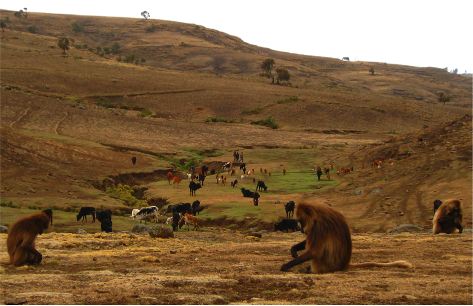 Figure 1: Geladas, grass-eating primates endemic to the highlands of Ethiopia (foreground), encounter many forms of human disturbance in the Simien Mountains National Park, including resource overlap with livestock (foreground), direct interactions with humans (center), and ranging through cultivated land (background). Figure 1: Geladas, grass-eating primates endemic to the highlands of Ethiopia (foreground), encounter many forms of human disturbance in the Simien Mountains National Park, including resource overlap with livestock (foreground), direct interactions with humans (center), and ranging through cultivated land (background).