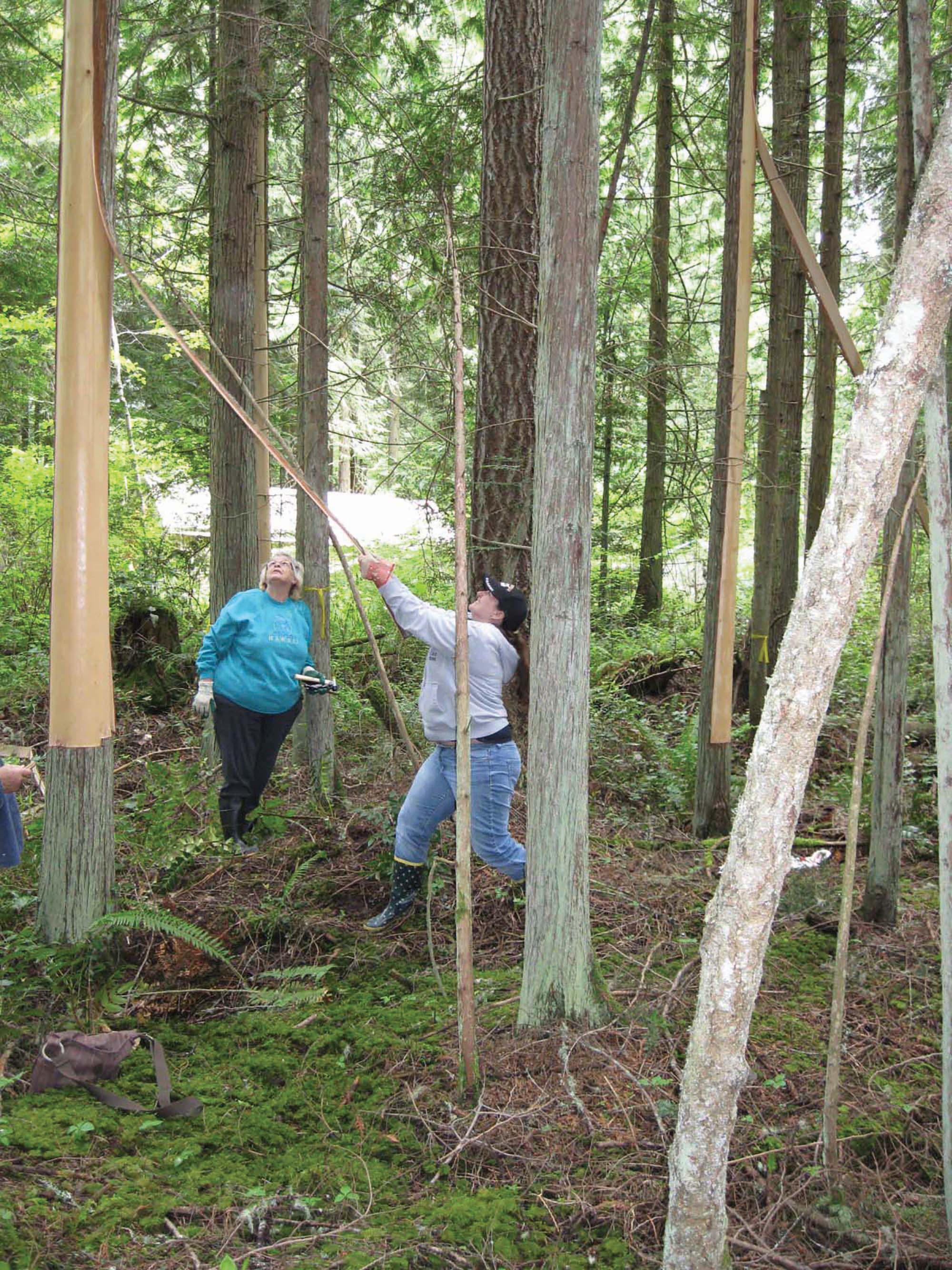 Figure 2. Jamestown citizens harvesting cedar bark. Photo courtesy of the Jamestown S’Klallam Tribe. Figure 2. Jamestown citizens harvesting cedar bark. Photo courtesy of the Jamestown S’Klallam Tribe.