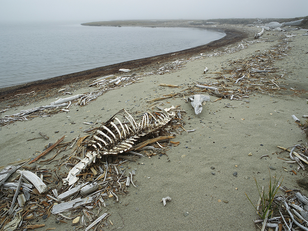 Figure 2: Subhankar Banerjee, Caribou Skeleton, Barter Island in the Arctic National Wildlife Refuge, 2006 Figure 2: Subhankar Banerjee, Caribou Skeleton, Barter Island in the Arctic National Wildlife Refuge, 2006