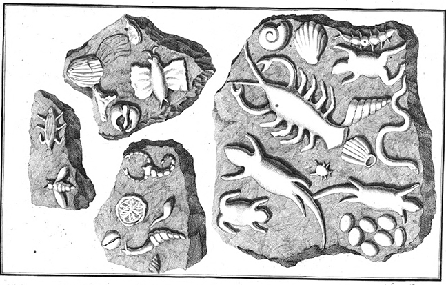 Fig. 01 Fraudulent fossils from Johann Bartholomew Adam Beringer’s Lithographiae Wirceburgensis (1726). Fig. 01 Fraudulent fossils from Johann Bartholomew Adam Beringer’s Lithographiae Wirceburgensis (1726).