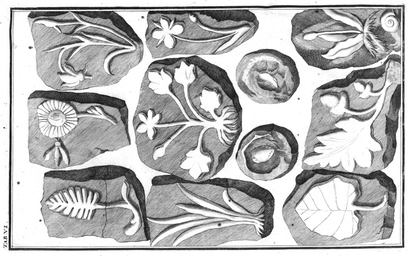 Fig. 05 Fraudulent fossils from Johann Bartholomew Adam Beringer’s Lithographiae Wirceburgensis (1726). Fig. 05 Fraudulent fossils from Johann Bartholomew Adam Beringer’s Lithographiae Wirceburgensis (1726).