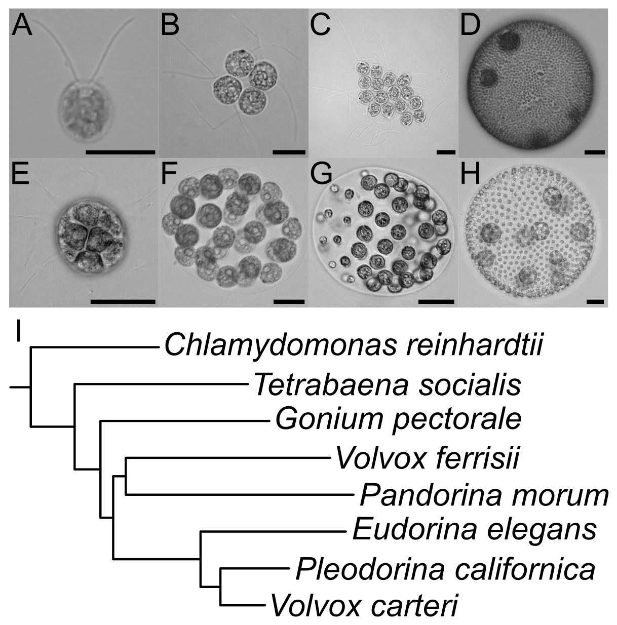 Figure 1: Micrographs of select volvocine genera (same order as in I.); A. Chlamydomonas (scale bar, 10 µm), B. Tetrabaena (10 µm), C. Gonium (10 µm), D. Volvox ferrisii (50 µm), E. Pandorina (25 µm), F. Eudorina (25 µm), G. Pleodorina (50 µm), H. Volvox carteri (50 µm). I. Phylogenetic tree of select volvocine species. Figure 1: Micrographs of select volvocine genera (same order as in I.); A. Chlamydomonas (scale bar, 10 µm), B. Tetrabaena (10 µm), C. Gonium (10 µm), D. Volvox ferrisii (50 µm), E. Pandorina (25 µm), F. Eudorina (25 µm), G. Pleodorina (50 µm), H. Volvox carteri (50 µm). I. Phylogenetic tree of select volvocine species.