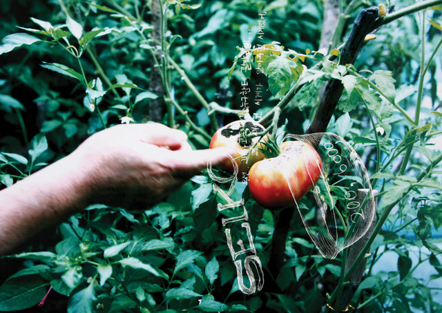 Series of Oral Statements about War: Seiko Watch Sold to Buy Food and Tomato Raised by a War Veteran. Scratch marks on photo, 60cm×42cm, 2008. Series of Oral Statements about War: Seiko Watch Sold to Buy Food and Tomato Raised by a War Veteran. Scratch marks on photo, 60cm×42cm, 2008.