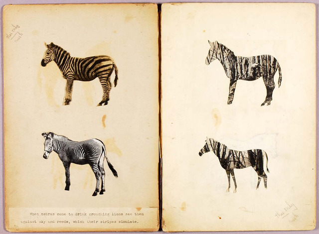 Figure 9: Abbott Handerson Thayer and others, Zebras, study folder for book Concealing Coloration in the Animal Kingdom, n.d., various media and collage on paperboard, approx.,12 x 9 in. Smithsonian American Art Museum. Figure 9: Abbott Handerson Thayer and others, Zebras, study folder for book Concealing Coloration in the Animal Kingdom, n.d., various media and collage on paperboard, approx.,12 x 9 in. Smithsonian American Art Museum.