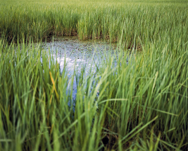 Vandy Rattana, ‘Prey Veng’, The Bomb Ponds series, 2009. Digital C-Print, 90 x 105 cm. Courtesy the artist and SA SA BASSAC. Vandy Rattana, ‘Prey Veng’, The Bomb Ponds series, 2009. Digital C-Print, 90 x 105 cm. Courtesy the artist and SA SA BASSAC.