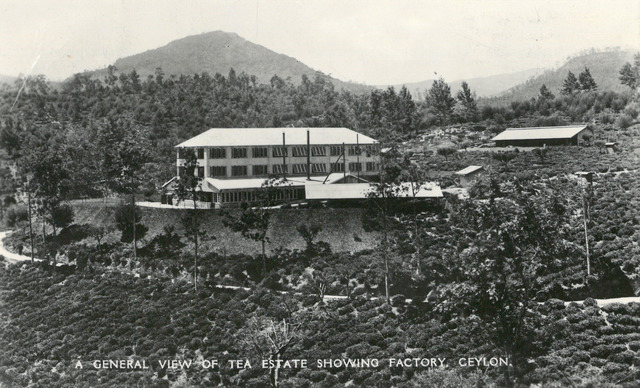 Fig. 9. Plâté, Ltd. No. 20, A General View of Tea Estate Showing Factory, Ceylon. Collection of the author. Fig. 9. Plâté, Ltd. No. 20, A General View of Tea Estate Showing Factory, Ceylon. Collection of the author.