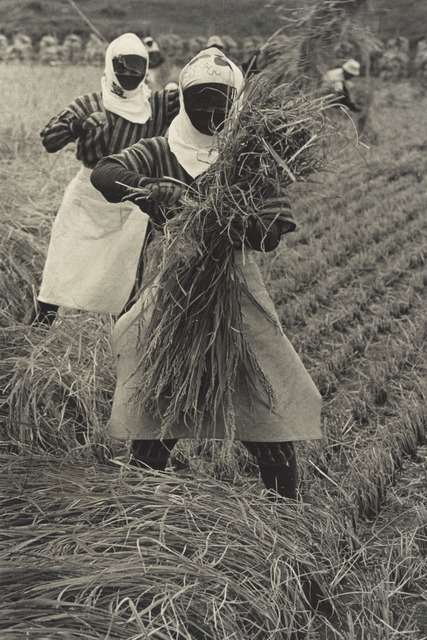 Fig. 3. Rice Harvesting, Yamagata Prefecture (1955), by Hiroshi Hamaya, gelatin silver print, © Keisuke Katano, The J. Paul Getty Museum, Los Angeles. Fig. 3. Rice Harvesting, Yamagata Prefecture (1955), by Hiroshi Hamaya, gelatin silver print, © Keisuke Katano, The J. Paul Getty Museum, Los Angeles.