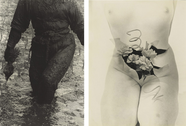 Fig. 10. (left) Woman Planting Rice, Toyama Prefecture (1955), by Hiroshi Hamaya, gelatin silver print, © Keisuke Katano, The J. Paul Getty Museum, Los Angeles. Fig. 11. (right) Cold Person (1956), by Kansuke Yamamoto, gelatin silver print, © Toshio Yamamoto, from the collection of Gloria Katz and Willard Huyck. Fig. 10. (left) Woman Planting Rice, Toyama Prefecture (1955), by Hiroshi Hamaya, gelatin silver print, © Keisuke Katano, The J. Paul Getty Museum, Los Angeles. Fig. 11. (right) Cold Person (1956), by Kansuke Yamamoto, gelatin silver print, © Toshio Yamamoto, from the collection of Gloria Katz and Willard Huyck.