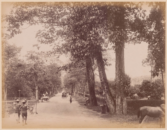 Fig. 10. Orchard Road, 1870s, G R Lambert & Co photograph from the Lee Kip Lin Collection. (All rights reserved, Lee Kip Lin and National Library Board, Singapore 2009) Fig. 10. Orchard Road, 1870s, G R Lambert & Co photograph from the Lee Kip Lin Collection. (All rights reserved, Lee Kip Lin and National Library Board, Singapore 2009)