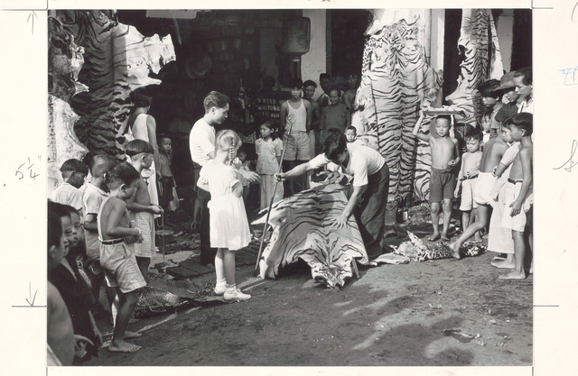 Fig. 15. Tiger skins for sale, 1939. Photo by J. Baylor Roberts (National Geographic Image Collection: Courtesy of National Museum of Singapore, National Heritage Board) Fig. 15. Tiger skins for sale, 1939. Photo by J. Baylor Roberts (National Geographic Image Collection: Courtesy of National Museum of Singapore, National Heritage Board)