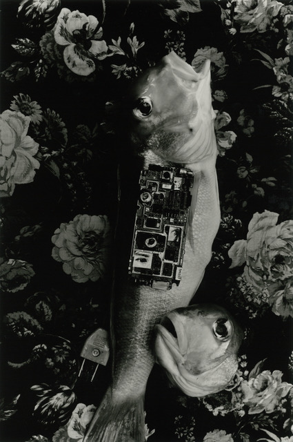 Fig. 10. Kon Michiko, Sea Bream and Rare Metal, 2013, © Kon Michiko, courtesy Photography Gallery International, Tokyo. Fig. 10. Kon Michiko, Sea Bream and Rare Metal, 2013, © Kon Michiko, courtesy Photography Gallery International, Tokyo.