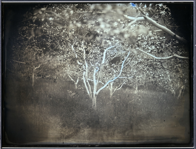 Fig. 4. Takashi Arai, Persimmon Trees with Those Skins Stripped Away for Trial Decontamination, Tsukidate, Fukushima, from the series “Here and There – Tomorrow’s Islands,” 2012, 19,3 x 25,2 cm, daguerreotype, © 2012 Takashi Arai, courtesy of the artist. Fig. 4. Takashi Arai, Persimmon Trees with Those Skins Stripped Away for Trial Decontamination, Tsukidate, Fukushima, from the series “Here and There – Tomorrow’s Islands,” 2012, 19,3 x 25,2 cm, daguerreotype, © 2012 Takashi Arai, courtesy of the artist.