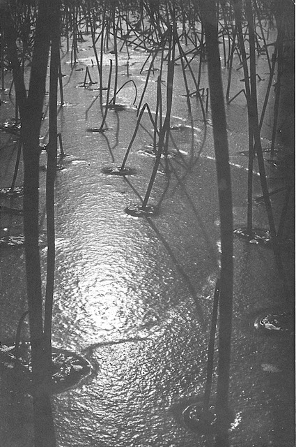 Fig. 20. Zhao Jiexuan, Lotus Pond, in the first Nature, Society, and Man exhibition, 1979. From Nature, Society, and Man: The Works of the First Unofficial Photographic Exhibition after the “Gang of Four,” page 26.