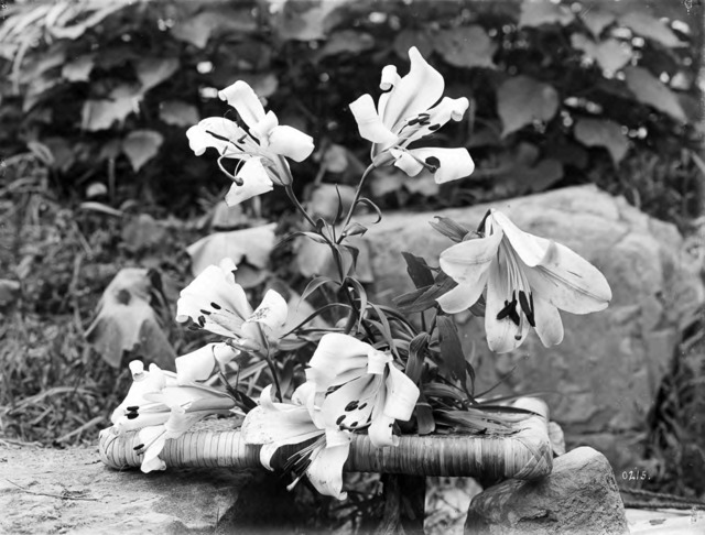 Fig. 6. Wilson, E.H., Lilium formosum China, July 14, 1910, 6 ½ x 8 ½ inches, emulsion on glass, © 2003, President and Fellows of Harvard College; all rights reserved, courtesy of Arnold Arboretum Horticultural Library Historical Collections. Fig. 6. Wilson, E.H., Lilium formosum China, July 14, 1910, 6 ½ x 8 ½ inches, emulsion on glass, © 2003, President and Fellows of Harvard College; all rights reserved, courtesy of Arnold Arboretum Horticultural Library Historical Collections.
