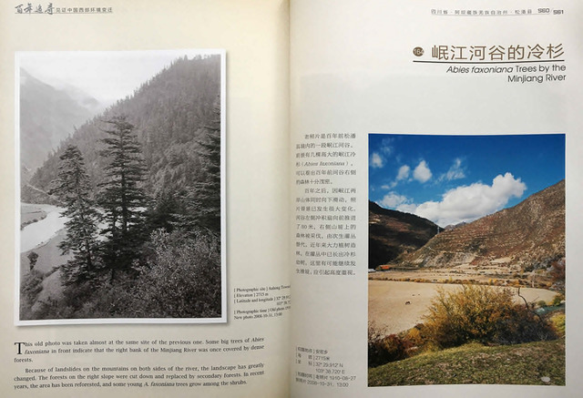 Fig. 10. Yin, Kaipu, Tracing one hundred years of change: Illustrating the environmental changes in Western China (Beijing: Encyclopedia of China Publishing House, 2010), pp. 560 & 561. Dates: Old Photo 1910-08-27, New Photo 2008-10-31. Location: Anhong Township. Caption: “The old photo was taken almost at the same site of the previous one. Some big trees of Abies faxoniana in front indicate that the right back of the Minjiang River was once covered by dense forests. Because of landslides on the mountains on both sides of the river, the landscape has greatly changed. The forests on the right slope were cut down and replaced by secondary forests. In recent years, the area has been reforested, and some young A. faxiniana trees grow among the shrubs.” . Fig. 10. Yin, Kaipu, Tracing one hundred years of change: Illustrating the environmental changes in Western China (Beijing: Encyclopedia of China Publishing House, 2010), pp. 560 & 561. Dates: Old Photo 1910-08-27, New Photo 2008-10-31. Location: Anhong Township. Caption: “The old photo was taken almost at the same site of the previous one. Some big trees of Abies faxoniana in front indicate that the right back of the Minjiang River was once covered by dense forests. Because of landslides on the mountains on both sides of the river, the landscape has greatly changed. The forests on the right slope were cut down and replaced by secondary forests. In recent years, the area has been reforested, and some young A. faxiniana trees grow among the shrubs.” .