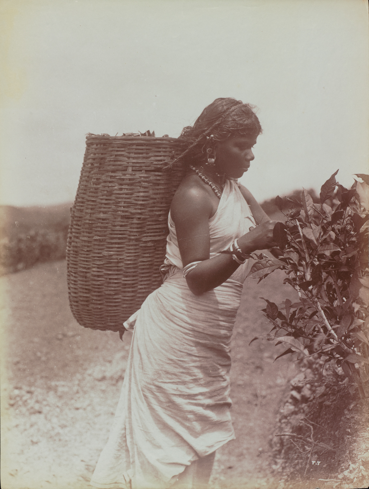 Figure 1: W.L.H. Skeen & Company, Plucking the leaf, ca. 1880. Reproduced by kind permission of the Syndics of Cambridge University Library (RCS Y303E/7). Figure 1: W.L.H. Skeen & Company, Plucking the leaf, ca. 1880. Reproduced by kind permission of the Syndics of Cambridge University Library (RCS Y303E/7).