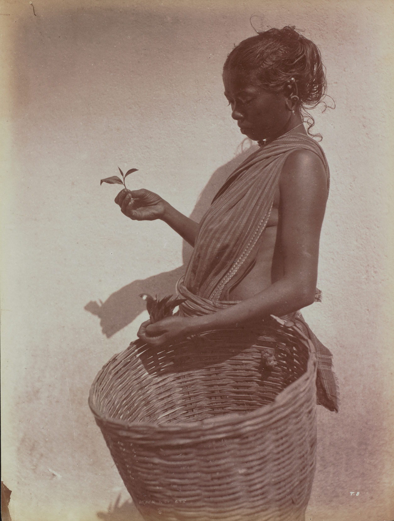 Figure 2: W.L.H. Skeen & Company, The bud and first leaf – our manufactured tea, ca. 1880. Reproduced by kind permission of the Syndics of Cambridge University Library (RCS Y303E/8). Figure 2: W.L.H. Skeen & Company, The bud and first leaf – our manufactured tea, ca. 1880. Reproduced by kind permission of the Syndics of Cambridge University Library (RCS Y303E/8).