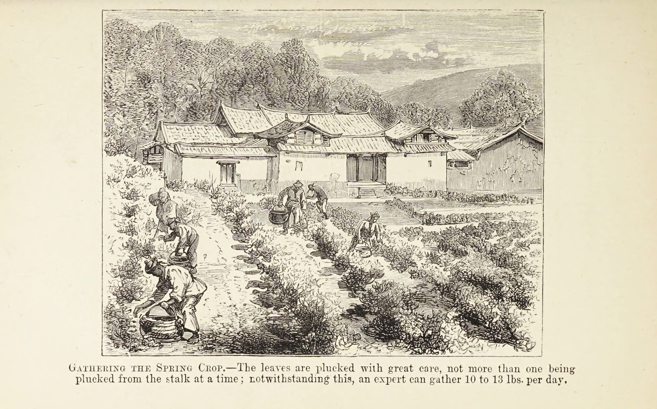 Figure 7: Artist unknown, “Gathering the Spring Crop,” Tea: Its History and Mystery, London, Simpkin, Marshall & Co., 1878. Getty Research Institute, Los Angeles (91-B14823).