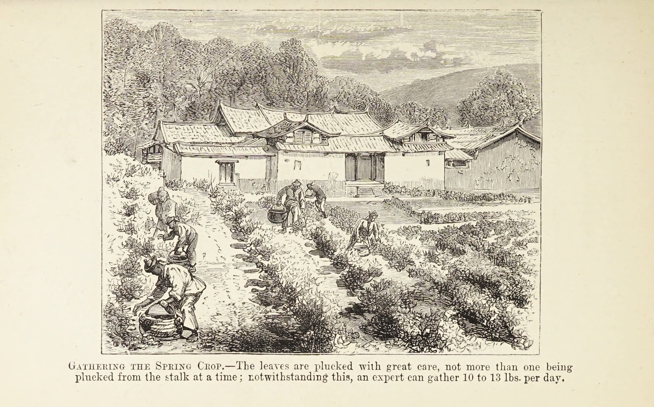 Figure 7: Artist unknown, “Gathering the Spring Crop,” Tea: Its History and Mystery, London, Simpkin, Marshall & Co., 1878. Getty Research Institute, Los Angeles (91-B14823). Figure 7: Artist unknown, “Gathering the Spring Crop,” Tea: Its History and Mystery, London, Simpkin, Marshall & Co., 1878. Getty Research Institute, Los Angeles (91-B14823).