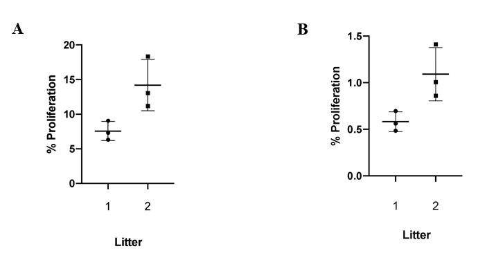 Figure 1: The ATII Proliferation Rate during homeostasis is low and varies between mice litters. (A) Shows the % ATII cell proliferation over 2 weeks, and (B) shows the average % ATII cell proliferation per day. There is a clear difference between proliferation rates for different mice litters, but the overall range of the proliferation rates is relatively low, demonstrating the quiescent nature of epithelial lung cells. Figure 1: The ATII Proliferation Rate during homeostasis is low and varies between mice litters. (A) Shows the % ATII cell proliferation over 2 weeks, and (B) shows the average % ATII cell proliferation per day. There is a clear difference between proliferation rates for different mice litters, but the overall range of the proliferation rates is relatively low, demonstrating the quiescent nature of epithelial lung cells.