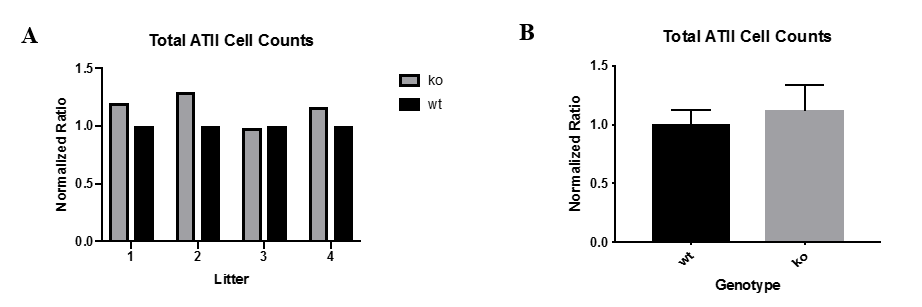 Figure 2: Total ATII cell counts are higher in TGFb receptor knock-out mice compared to wild-type mice. (A) Shows the total ATII cell counts normalized for the 4 mice litters. (B) Shows the average total ATII cell counts normalized for the combined mice litters. Total ATII cell counts for wild-type mice were rescaled to 1. Total ATII cell counts for TGFb receptor knock-out mice were typically greater than 1. Figure 2: Total ATII cell counts are higher in TGFb receptor knock-out mice compared to wild-type mice. (A) Shows the total ATII cell counts normalized for the 4 mice litters. (B) Shows the average total ATII cell counts normalized for the combined mice litters. Total ATII cell counts for wild-type mice were rescaled to 1. Total ATII cell counts for TGFb receptor knock-out mice were typically greater than 1.