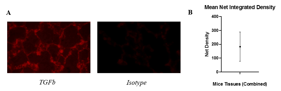 Figure 3: Fluorescence is higher in the presence of TGFb compared to an isotype antibody. (A) Displays microscopic images of TGFb-stained tissues (left) and isotype-stained tissues (right). (B) Shows the mean net integrated density combined for all tissues of every mouse. Integrated density is an arbitrary, unitless value that measures the intensity of fluorescent pixels. Figure 3: Fluorescence is higher in the presence of TGFb compared to an isotype antibody. (A) Displays microscopic images of TGFb-stained tissues (left) and isotype-stained tissues (right). (B) Shows the mean net integrated density combined for all tissues of every mouse. Integrated density is an arbitrary, unitless value that measures the intensity of fluorescent pixels.