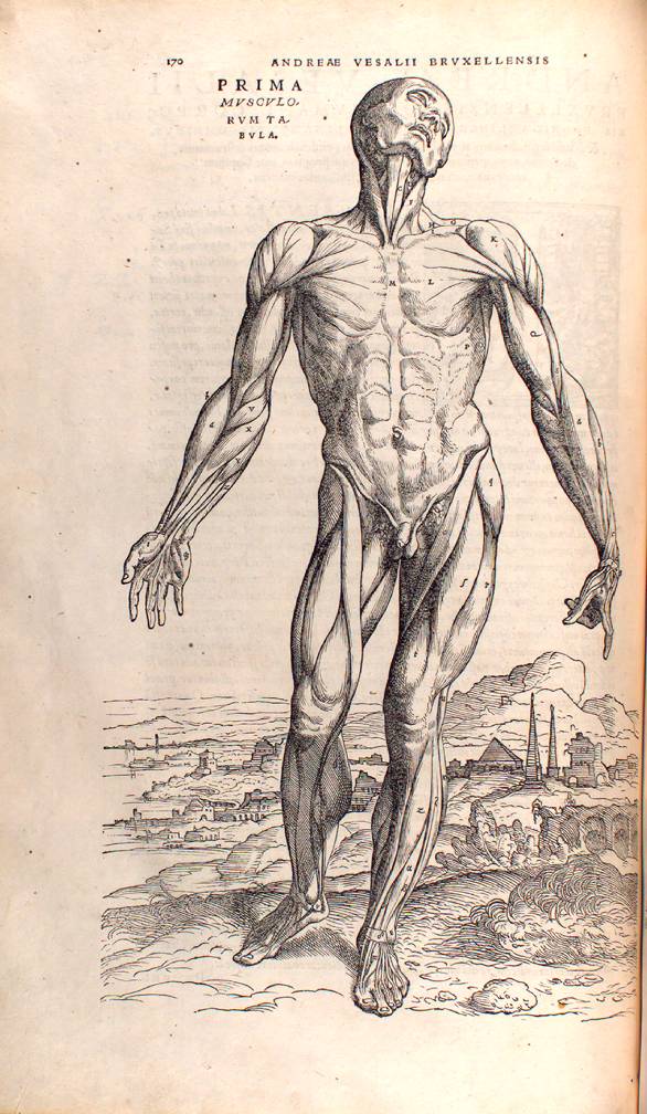 Engraving of muscles from De humani Corporis Fabrica (On the Structure of  the Human Body) by Andreas Vesalius, first published in 1543. The drawing  wa Stock Photo - Alamy