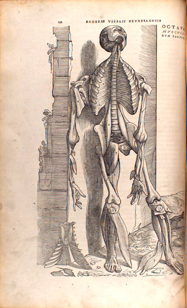 Human Anatomy from On the Fabric of the Human Body (Illustration) - World  History Encyclopedia