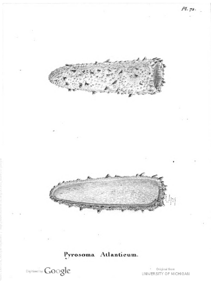 Figure 1. François Péron, “Mémoire sur le nouveau genre pyrosoma,” Annales du Muséum d’histoire naturelle 4 (1804): 437. Drawing by Lesueur. Figure 1. François Péron, “Mémoire sur le nouveau genre pyrosoma,” Annales du Muséum d’histoire naturelle 4 (1804): 437. Drawing by Lesueur.
